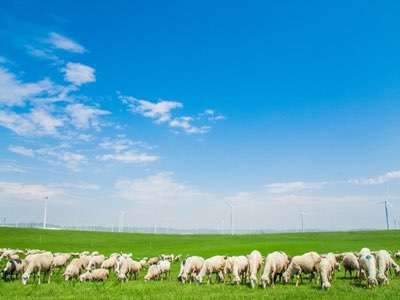 畜牧養(yǎng)殖業(yè)的春天來了，再也不用擔(dān)心牲畜走丟了